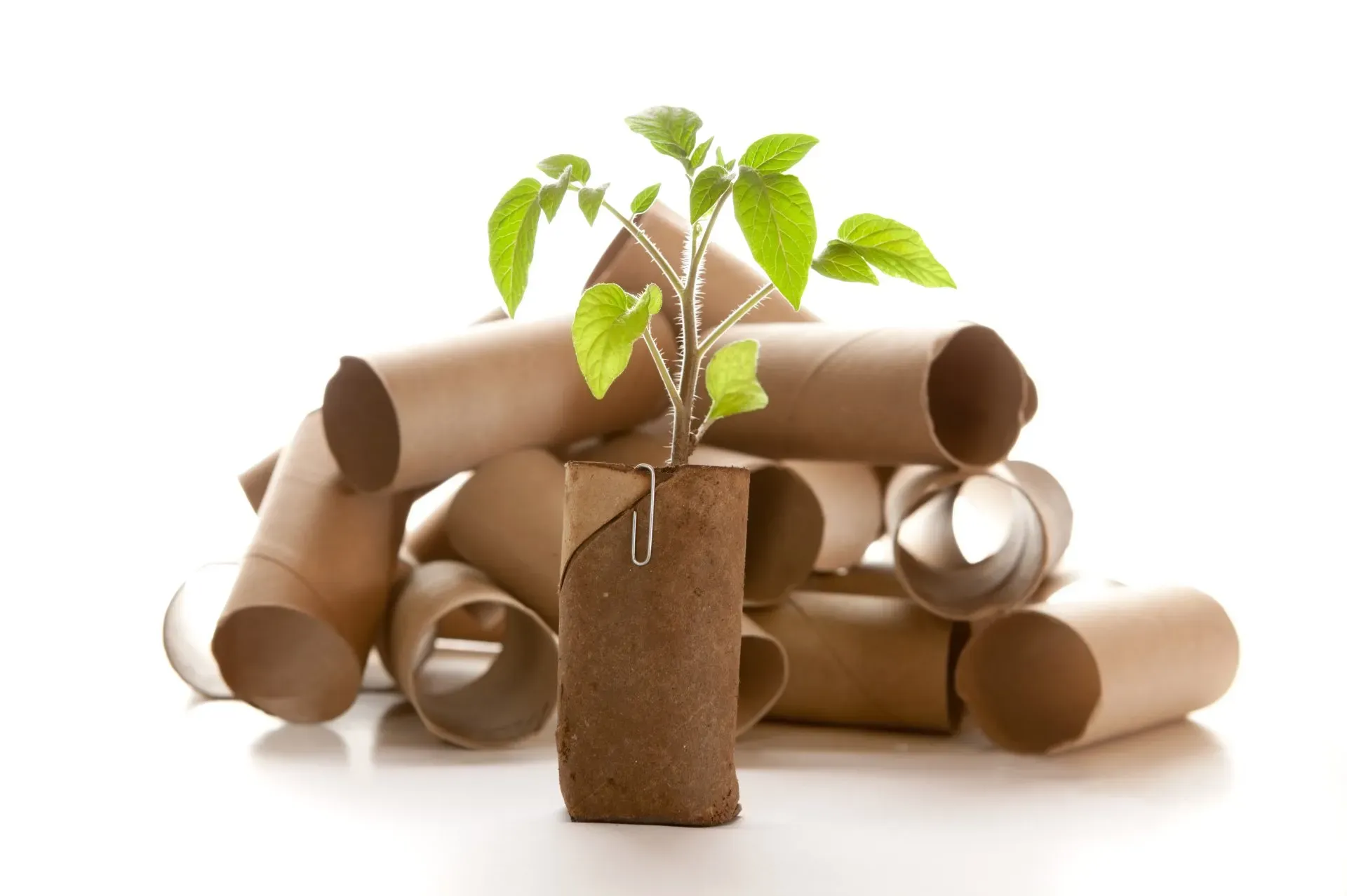 Seedling growing from recycled kraft paper tubes